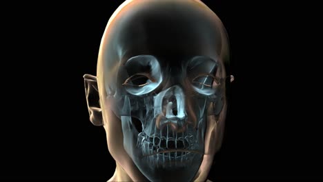 3D-Medical-Animation-Of-A-Human-Head-And-Bones