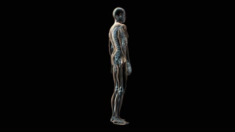 Animación-Médica-3D-De-Un-Cuerpo-Humano-Y-Huesos.