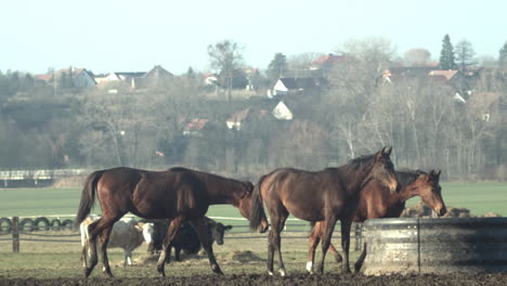 Three-brown-horses-follow-each-other-to-water-trough,-tracking,-slow-mo