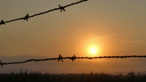 A-view-of-the-sunset-through-the-wire-fence-in-a-summer-day