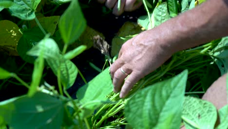 Closeup-of-farmer’s-hands-as-he-picks-green-beans-2