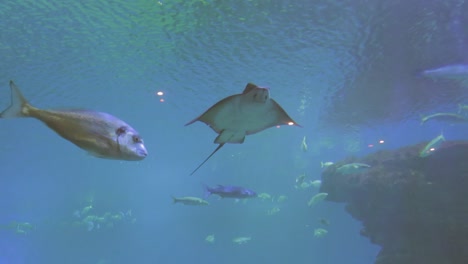 Families-enjoying-to-watch-fishes-in-the-Palma-Aquarium,-Mallorca,-Spain