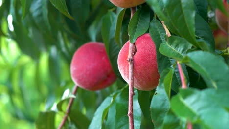 Trucking-push-in-of-fresh-ripe-peaches-hanging-on-a-tree-in-an-orchard