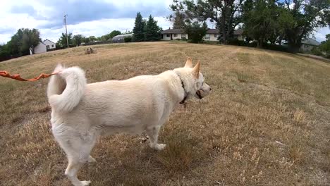 SLOW-MOTION---Husky-dog-being-taken-for-a-walk-in-a-field-in-a-country-small-town