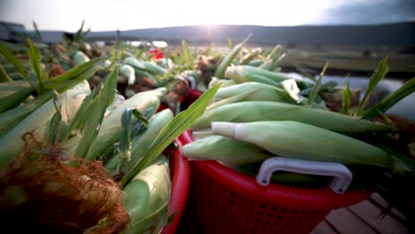 Closeup-of-freshly-picked-corn,-camera-moving-to-the-right-with-the-sun-rising-in-the-background
