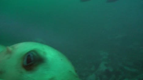 Sea-Lion-plays-with-camera-in-murky-water