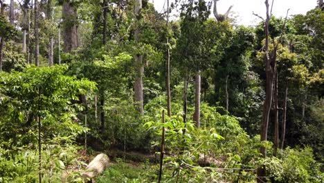 Las-Densas-Copas-De-Los-árboles-Y-El-Suelo-Del-Bosque-De-La-Selva-Tropical-De-Borneo