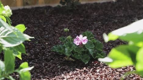 A-Single-Purplish-Pink-Flowering-Plant-Growing-In-The-Garden---Close-Up-Shot
