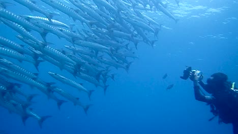 Footage-of-a-underwater-videographer-filming-a-big-school-of-barracuda-fish