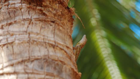 Striped-Anole-sitting-in-palm-tree-climbing-away,-Curacao