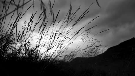 Dramatic-shot-of-plants-moving-in-the-wind,-with-a-slow-transition-to-a-silhouette-walking-towards-the-mountains