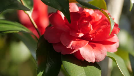 Winter-blooming-red-camellia-flower.-TILT-UP