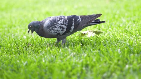 Slow-motion:-pigeon-eating-worm-in-park