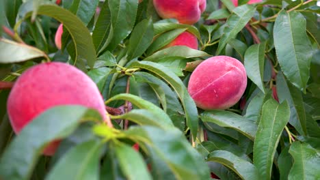 Turning-view-of-red-ripe-peaches-hanging-on-a-tree