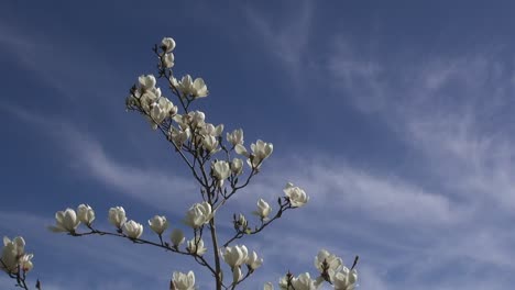 Magnolienblüten-Gegen-Den-Himmel