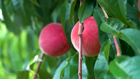 Trucking-pull-back-of-fresh-ripe-peaches-hanging-on-a-tree-in-an-orchard-1