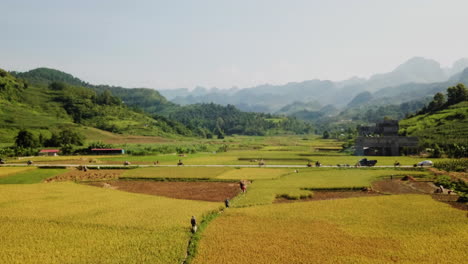 Aerial-over-rural-Vietnam-towards-a-road-and-over-people-walking-through-the-rice-fields