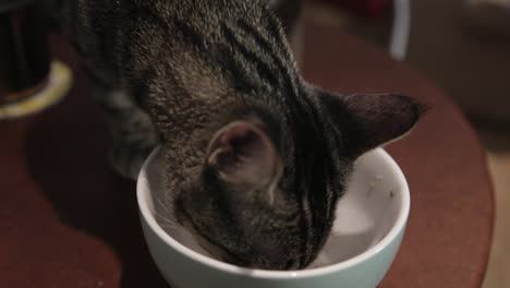 Ein-Entzückendes-Junges-Kätzchen,-Das-Milch-In-Einer-Weißen-Keramikschüssel-Trinkt---Nahaufnahme