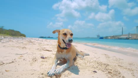 Cute-dog-laying-on-white-sandy-beach-relaxing,-Curacao