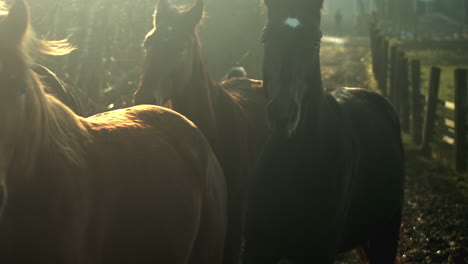 Horses-run-down-path-in-beautiful-morning-light,-slow-motion