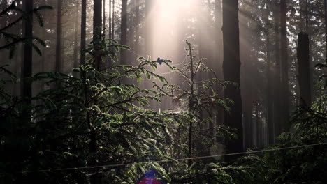 Sunbeam-rays-shinning-through-mist-and-fog-in-forest-at-sunrise