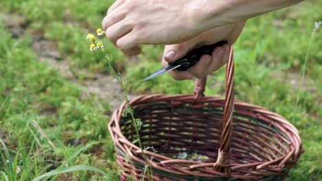 Close-Up-Male-Gardener-Harvesting-Chamomile-Flowers-From-Garden-Into-Wicker-Basket-In-Slow-Motion