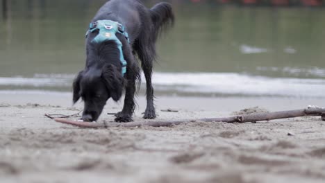 Various-shots-of-a-small-black-dog-in-blue-harness-running-around-and-playing-on-a-sandy-beach-by-the-Pacific-Ocean-in-Burnaby,-BC,-Canada