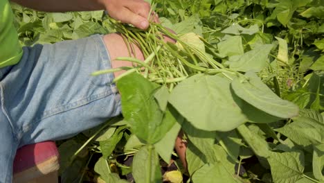 Closeup-of-farmer’s-hands-as-he-picks-green-beans-3