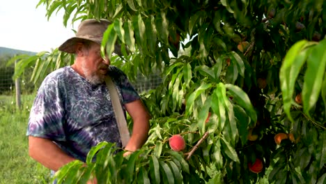 Farmer-picking-peaches-in-a-peach-orchard-1