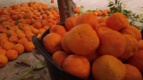 Oranges-in-bucket-with-tons-of-oranges-on-ground-in-background,-CLOSEUP