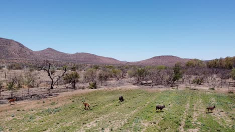 Antílope-Nyala-En-La-Granja-Karoo-Cerca-De-Graaff-reinet-Durante-La-Sequía-Con-árboles-Espinosos-De-Camello