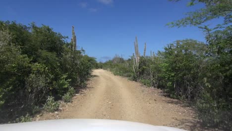 Narrow-dirt-road-with-cacti