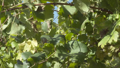 Close,-detail-shot-as-a-hand-cutting-grape-clusters-ina-vineyard,-during-the-harvest-on-a-sunny-day