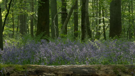 Mystical-picturesque-forest-with-Bluebell-flowers-as-carpet-on-forest-floor-at-sunrise-in-Germany