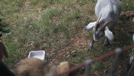 Person-Feeding-Grey-and-White-Hungry-Nubian-Goats-on-a-Farm-with-a-Curious-and-Playful-Great-Pyrenees-Border-Collie-Puppy