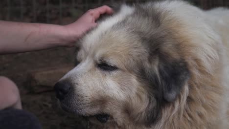 Old-and-Sleepy-Great-Pyrenees-Dog-Calm-and-Relaxed-While-Farmer-Strokes-and-Pets-it's-Head-and-Ears-on-a-Farm-Up-Close
