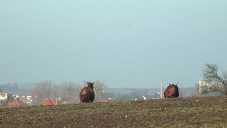 Two-beautiful-brown-horses-gallop-across-field,-slow-motion