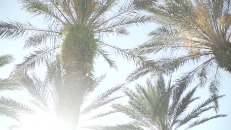 Palmen-An-Einem-Warmen-Sommertag-60fps