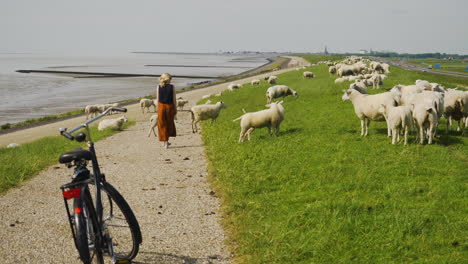 A-cyclist-stopped-to-look-at-the-sheep-grazing-on-the-side-of-the-road-on-a-dike-close-to-Harlingen,-Friesland
