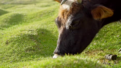 Close-up-profile-shot-of-a-lulu-cow-as-grazing-on-vibrant-green-grass-at-a-tent-camp-in-the-Markha-Valley