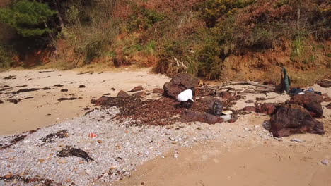 Aerial-View-of-Woman-Pickup-Up-Trash-on-Beach-With-Seaweed-Tracking-Left
