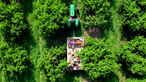 High-aerial-view-looking-straight-down-on-tractor-with-flatbed-in-peach-orchard-during-the-harvest