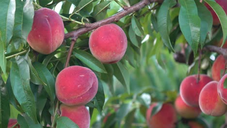 Motion-to-the-right-of-fresh-ripe-peaches-hanging-on-a-tree-in-an-orchard