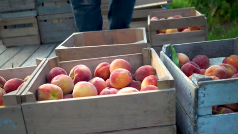 Peaches-being-shifted-around-in-a-wooden-crate-during-harvest