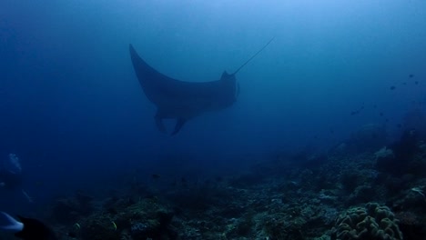 Giant-manta-swimming-towards-a-diver