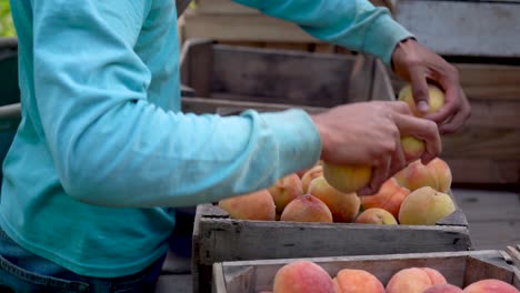 Closeup-of-hands-picking-fresh-peaches-up-and-putting-them-into-a-crate