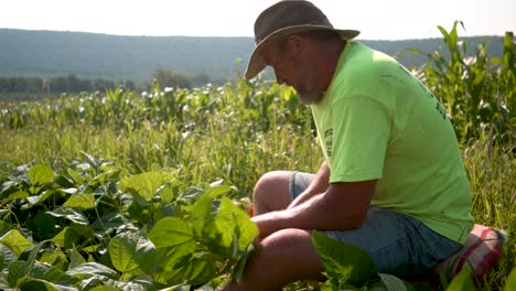 Closeup-of-farmer-sitting-on-a-stool-and-picking-green-beans-on-a-sunny-day