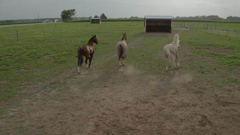 Three-beautiful-horses-run-from-camera-flyover-at-Crooked-Creek
