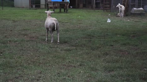 Curious-Sheep-Watches-While-Two-Dogs-Play-and-Wrestle-in-a-Field-Near-a-Farmer-During-the-Day