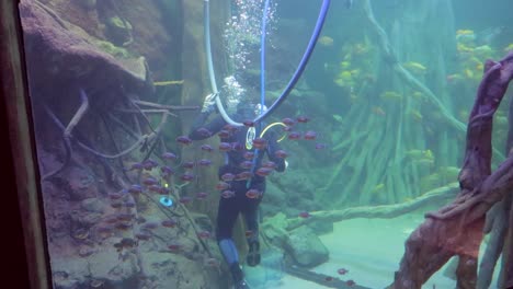 Ein-Aquarientaucher-In-Badeanzug-Und-Sauerstoffflasche,-Der-Im-Palma-aquarium-Auf-Mallorca-Spanien-Arbeitet-1